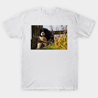 Cavalier King Charles Spaniel out walking T-Shirt